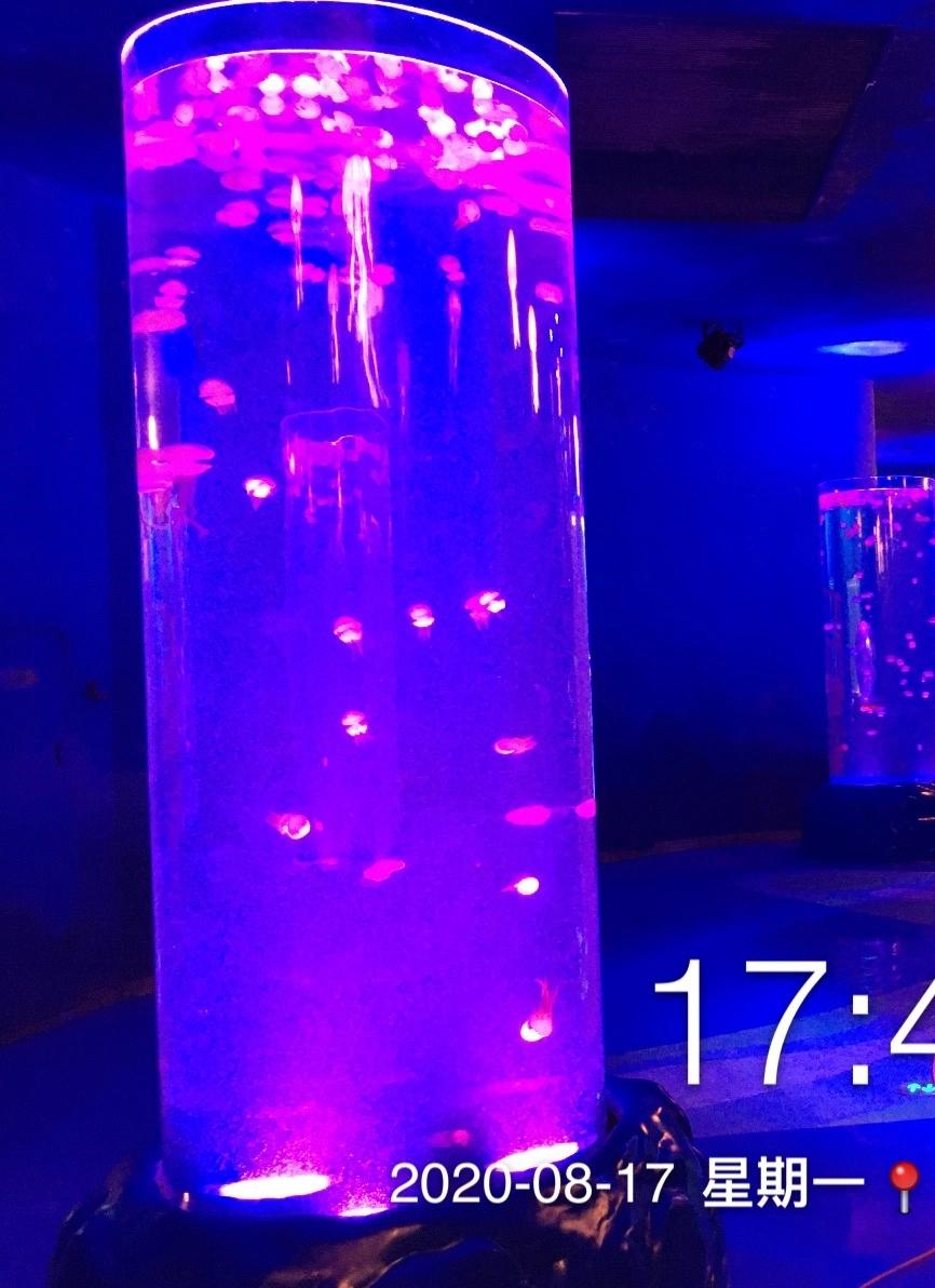 2020 Cylindrical Acrylic Aquarium Tank Project